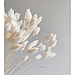 Фаларис, сухоцвет, цвет белый, в упаковке 90-100 штук, фото 3