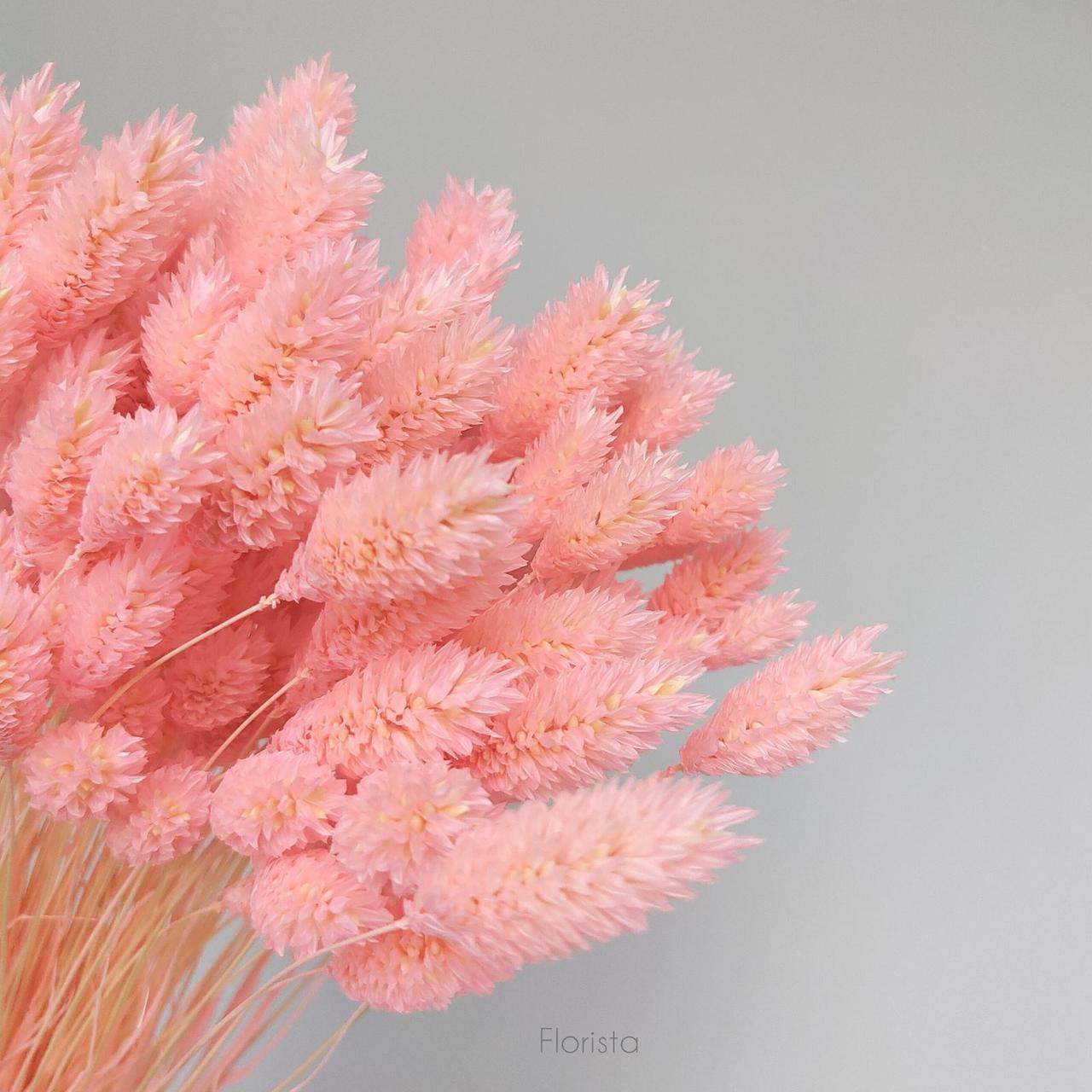 Фаларис, сухоцвет, цвет светло-розовый (с персиковым оттенком), в упаковке 90-100 штук