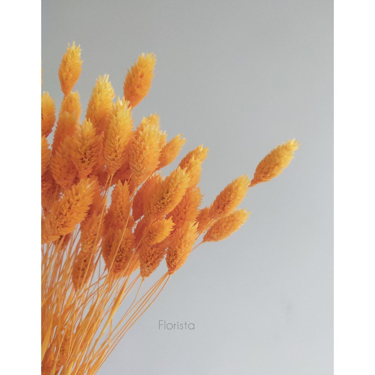 Фаларис, сухоцвет, цвет абрикосовый, в упаковке 90-100 штук