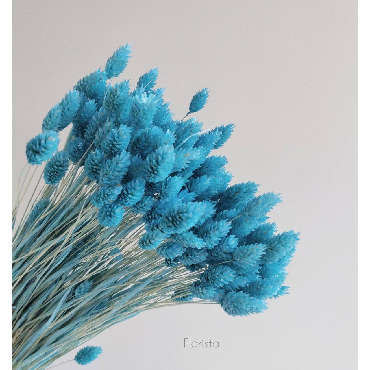 Фаларис, сухоцвет, цвет голубой, в упаковке 90-100 штук