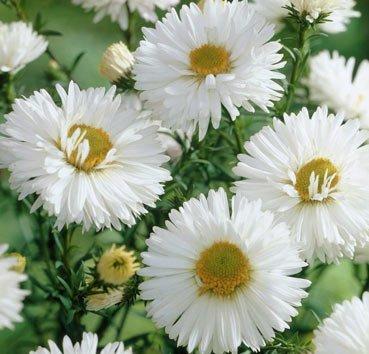 Астра новобельгийская White Ladies, саженец