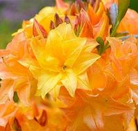 Азалия крупноцветковая Sunstar, саженец