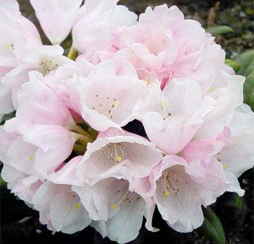 Рододендрон якушиманский Edelweiss, саженец