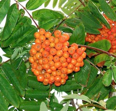 Рябина Apricot Queen, саженец