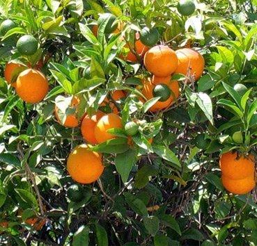Апельсиновое дерево, саженец