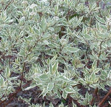 Дёрен белый Sibirica Variegata, саженец