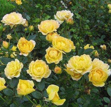 Почвопокровная роза Yellow Fairy (Golden Penny), саженец