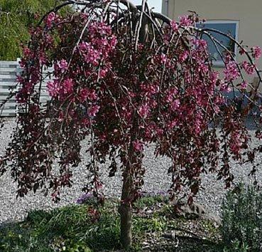 Яблоня purpurea Pendula, саженец