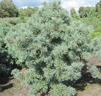 Сосна мелкоцветная Schoon's Bonsai, саженец