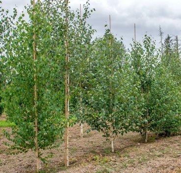 Береза полезная (utilis) Doorenbos, саженец