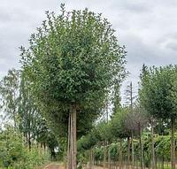 Слива шаровидная Umbraculifera, саженец