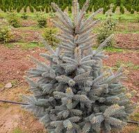 Ель колючая Glauca, саженец