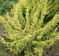 Можжевельник китайский Plumosa Aurea, саженец