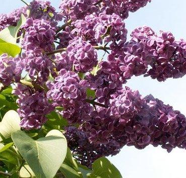 Сирень обыкновенная, саженец