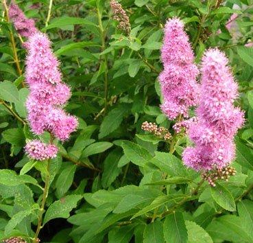 Спирея иволистная (Salicifolia), саженец