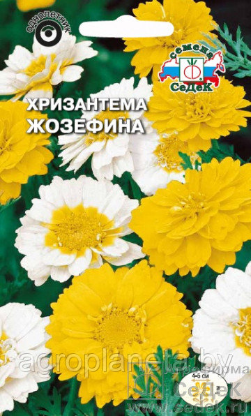 Хризантема ЖОЗЕФИНА, 0.2 г