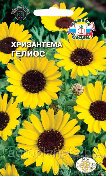 Хризантема ГЕЛИОС, 0.5 г
