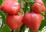 Рассада ранних томатов помидор, фото 7