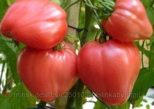 Рассада ранних томатов помидор - фото 7 - id-p150106812