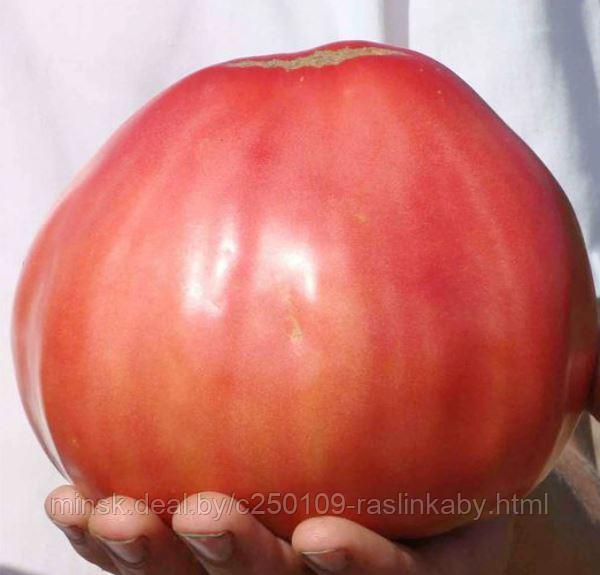 Рассада ранних томатов помидор - фото 6 - id-p150106812