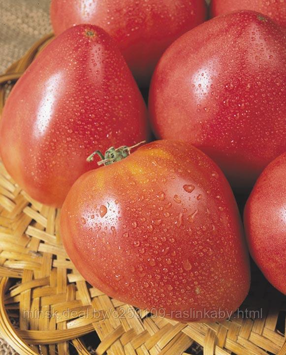 Рассада ранних томатов помидор - фото 8 - id-p150106812