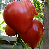 Рассада ранних томатов помидор, фото 9