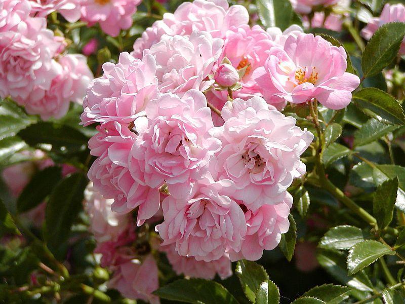 Роза почвопокровная Фейри - фото 3 - id-p150217430