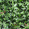 Изгородь с листьями DIVY PHOTINIA PLUS 3D 1х3м., фото 2