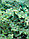 Сетка для защиты от птиц зеленая, 8x8 м, фото 2