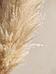 Пампасная трава, сухоцвет, цвет кремовый, в упаковке 1 штука, 100 см, фото 2