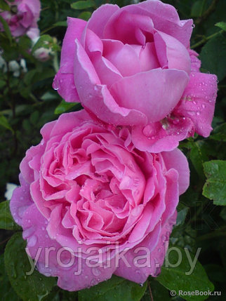 Английская роза Роза Yves Piaget, фото 2