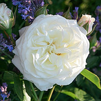 Английская роза Роза Alabaster