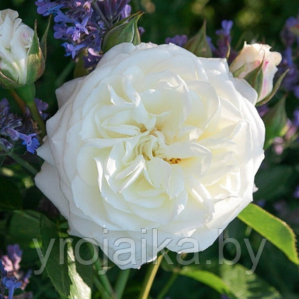 Английская роза Роза Alabaster, фото 2