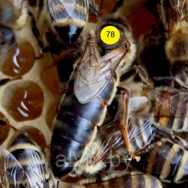 Пчеломатка порода Карника (Краинка) плодная - фото 1 - id-p151024284