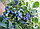 Саженцы голубики Блюкроп, Bluecrop, трехлетние, закрытая корневая система., фото 3