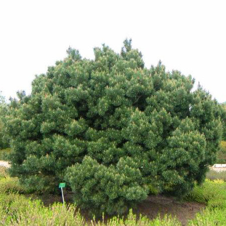 Сосна черная Нана (Pinus nigra Nana) С5 - фото 1 - id-p151408300