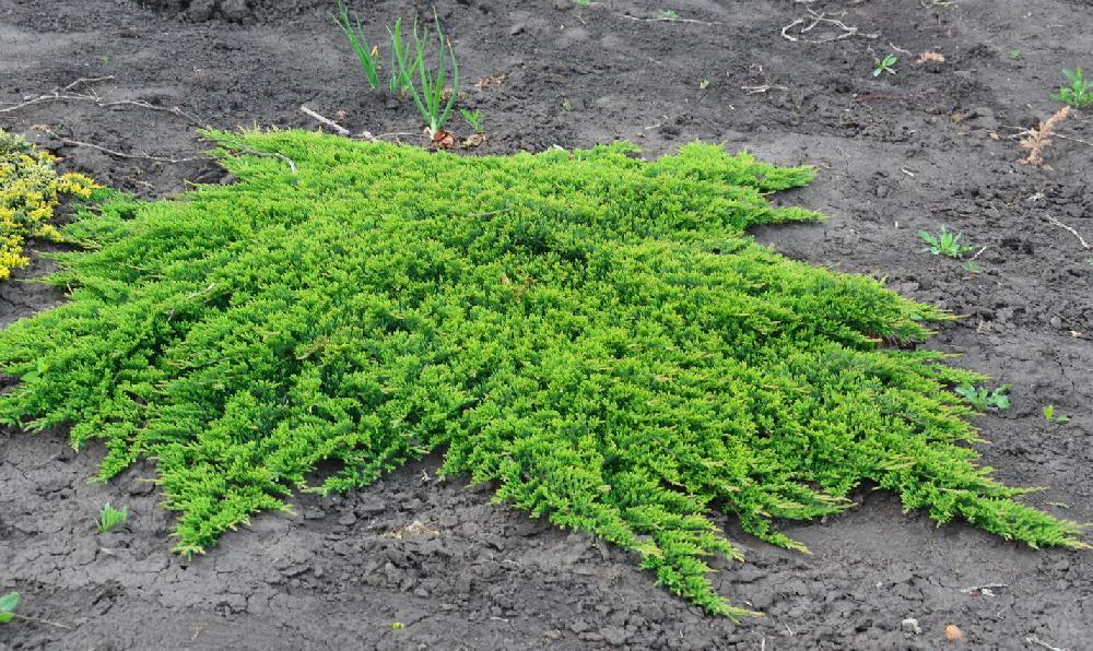 Можжевельник горизонтальный "Prince of Wales" (Juniperus horizontalis) С5 - фото 1 - id-p73413437