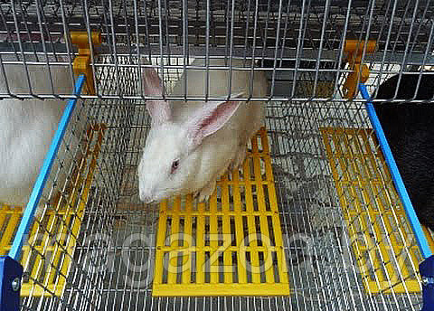 Трапик для кроликов - фото 10 - id-p151726432