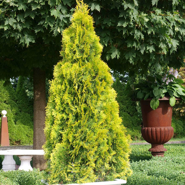 Туя западная "Голден Смарагд" (Thuja occidentalis "Golden Smaragd") С2 - фото 1 - id-p151916103