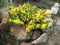 Ракитник стелющийся (Cytisus decumbens) С2