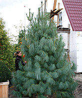 Сосна гималайская Гриффита (Pinus wallichiana Griffithii) С2