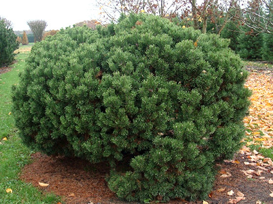 Сосна горная Мопс (Pinus mugo Mops) С3 - фото 1 - id-p152223120