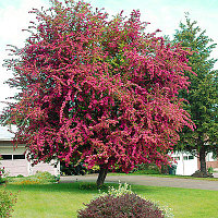 Боярышник обыкновенный (Crataegus laevigata) С3