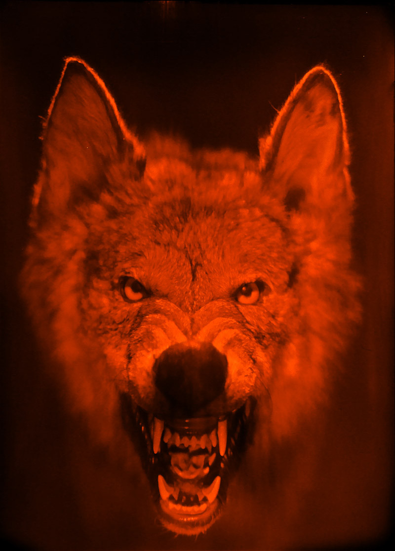 Голограмма "Волк" - фото 1 - id-p152477876
