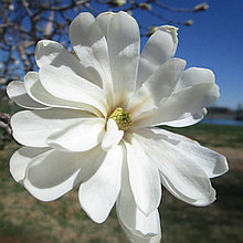 Магнолия звездчатая "Роял Стар" (Royal Star), С5