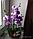 Искусственные орхидеи (3 ветки), фото 3