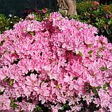 Азалия японская "Кермесина Роуз" (Kermesina Rose), С2, фото 2