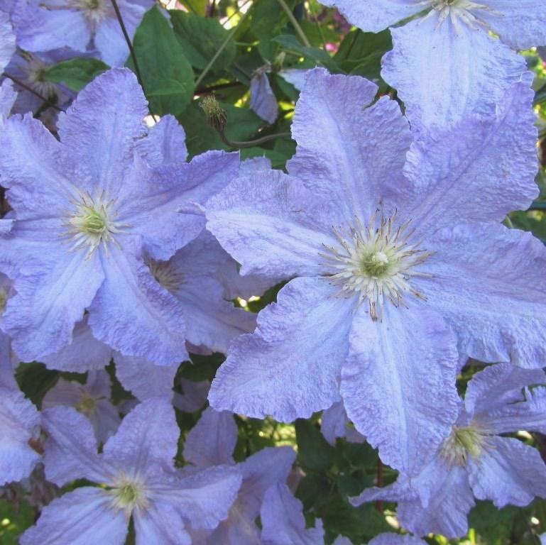 Клематис «Blue Angel» (Голубой Ангел)