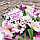 Подарок с живыми цветами и конфетами "Самой нежной", фото 10