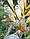Фонарь садовый ЧУДЕСНЫЙ САД "Павлин" светодиодный на солнечной батарее, металл, фото 4